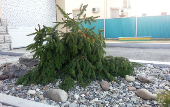 Ель обыкновенная "Акрокона" (Picea abies "Acrocona" ) - медленнорастущая, неправильной формы. В зрелом возрасте маленькое деревце. Высота к 30 годам около четырех метров. Особый интерес вызывают шишки: незрелые - ярко-красные, зрелые - светло-бурые, свисающие вниз. Почва: хорошо дренированная, плодородная, не переносит заболачивания. Морозостойка. 