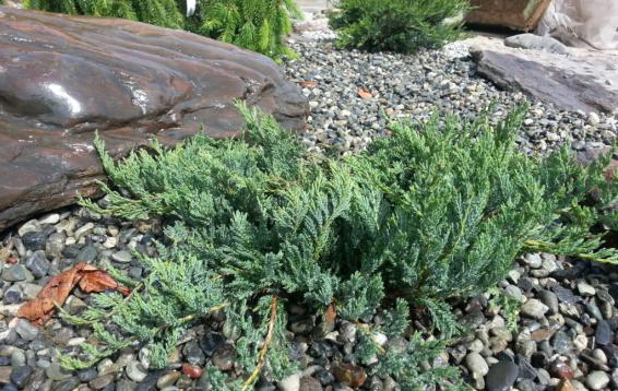 Можжевельник горизонтальный "Вилтони" (Juniperus horizontalis 'Wiltoni'). Прижатый к земле стелющийся кустарник до метра высотой. Хвоя зеленая или сизая, на зиму буреет. Довольно медленно растет, особенно в первые годы жизни. Зимостоек. Размножается семенами и черенками.