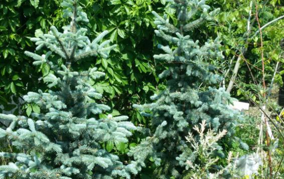 Ель колючая Хупси (Picea pungens 'Hoopsii'). Этот сорт считается самой ярко-окрашенной среди елей колючих. Отличается серебристо-голубой хвоей, конической, густой формой кроны и относительно небольшими размерами. Высота взрослого растения составляет 13-15 м, а диаметр достигает 4-5 м. Хвоя текущего года (прироста) - ярко-голубая, более старая хвоя - темно-зелено-голубого цвета. Ветви выдерживают тяжесть мокрого снега. Светолюбива, дымогазоустойчива, морозостойка.