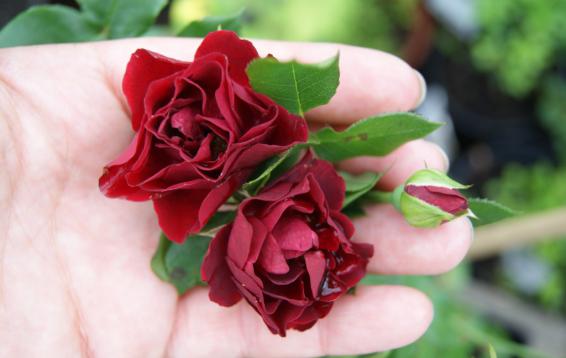 Полиантовая роза от Harkness