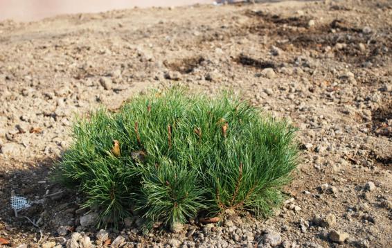 Сосна горная Пумилио (Pinus mugo pumilio). Семена этой формы были отобраны из семенного материала Pinus mugo по критериям наиболее маленького годового прироста и наибольшей распростертости (сосновый стланик). Образует плотные приземистые куртины. Диаметр кроны до трех метров, высота до полутора метров. Морозостойка. Устойчива в городских условиях.