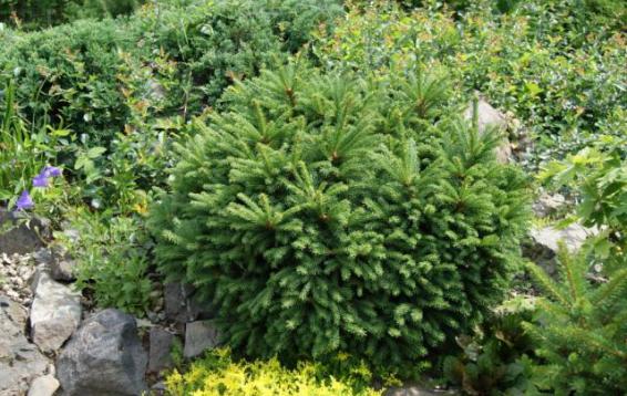 Ель обыкновенная Барри (Picea abies 'Barryi'). Крепкая, мощная карликовая ель, с красивой и необычной формой кроны. Хвоя блестящая, темно-зеленая. В молодом возрасте почти шаровидная форма, позже приобретает коническую форму. В возрасте 30 лет достигает высоты 2 м. Зимостойкость высокая, но в молодом возрасте желательно укрытие от весенних заморозков. Теневынослива, но лучше развивается на освещенных местах. В молодом возрасте может страдать от весенних солнечных ожогов, рекомендуется притенение.