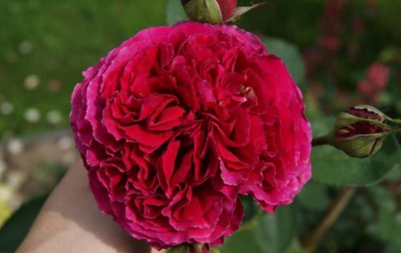 Английская роза Falstaff® (DAVID AUSTIN)