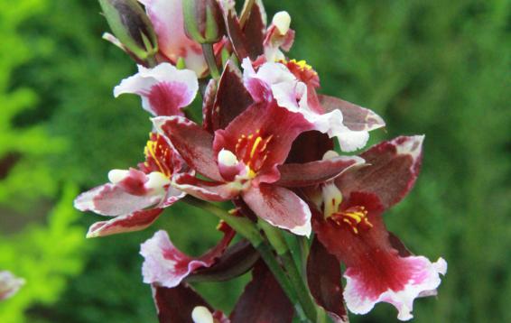 Орхидея парфюмированная