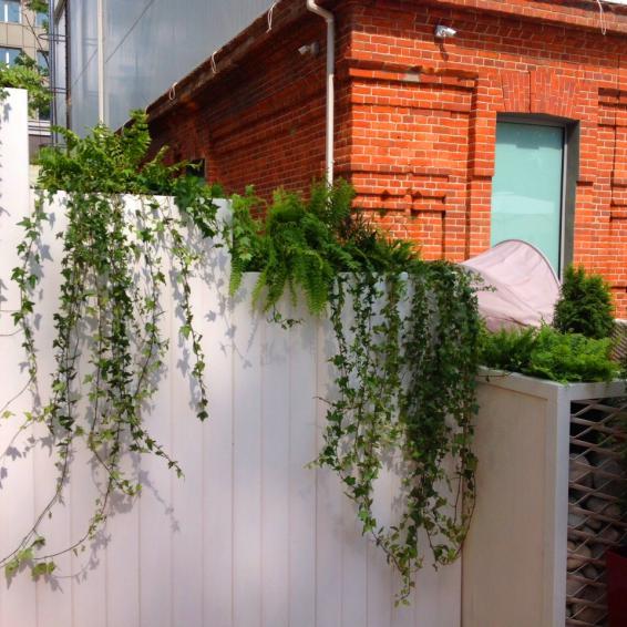 Озеленение террасы ресторана "Эхо" по проекту дизайнера Лаптева Алексеея (г.Владивосток)